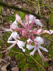 Rhododendron atlanticum