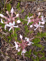Rhododendron atlanticum