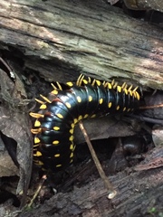 Apheloriini