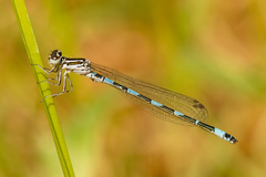 Coenagrion mercuriale