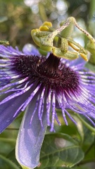 Passiflora amethystina
