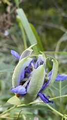 Passiflora amethystina