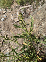 Rumex californicus