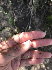 Neogaerrhinum strictum
