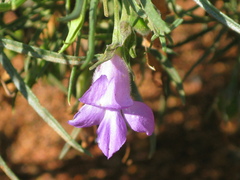 Eremophila gilesii
