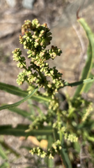 Rumex californicus