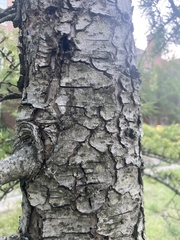 Taxodium distichum