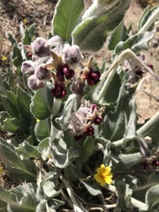 Asclepias californica californica