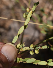 Phyllanthus carpentariae