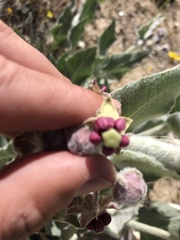 Asclepias californica californica