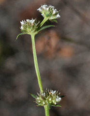 Spermacoce brachystema