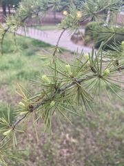 Taxodium distichum