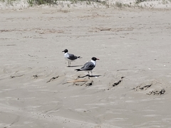 Leucophaeus atricilla