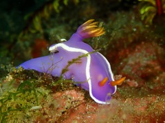 Hypselodoris variobranchia