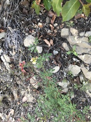 Acmispon grandiflorus