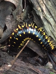 Apheloriini