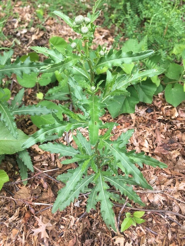 photo of Creeping Thistle (Cirsium arvense)