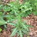 photo of Creeping Thistle (Cirsium arvense)