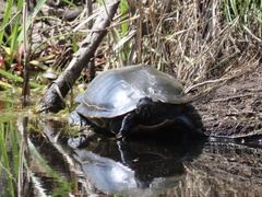 Pseudemys floridana