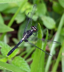 Erythrodiplax basalis