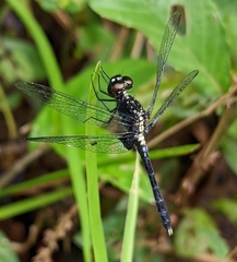 Erythrodiplax basalis