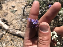 Salvia pachyphylla