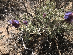 Salvia pachyphylla