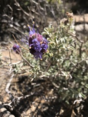 Salvia pachyphylla