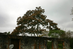 Heliocarpus