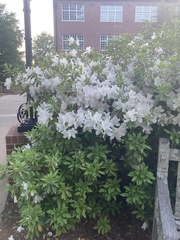 Rhododendron prinophyllum