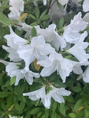 Rhododendron prinophyllum