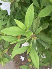 Rhododendron prinophyllum