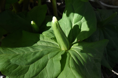 Trillium albidum