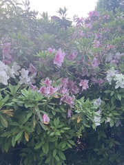 Rhododendron prinophyllum