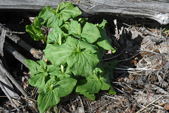 Trillium albidum