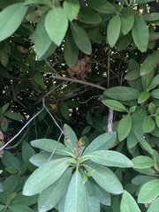 Rhododendron prinophyllum