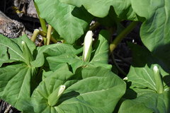 Trillium albidum