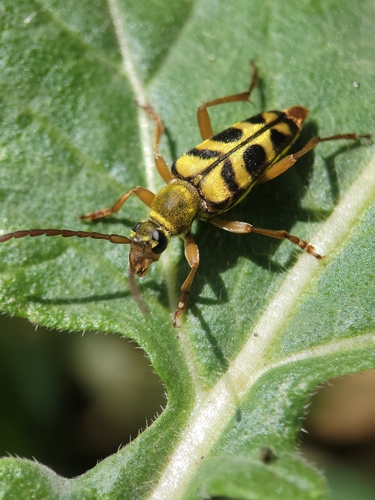 Strophiona tigrina