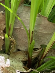 Carex austrocaroliniana