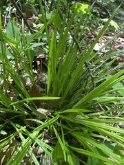 Carex austrocaroliniana