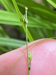 Carex austrocaroliniana