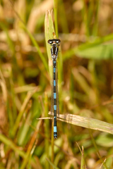 Coenagrion mercuriale