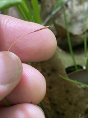 Carex austrocaroliniana