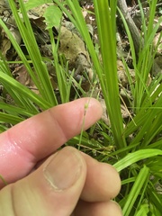 Carex austrocaroliniana
