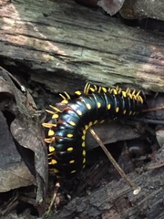 Apheloriini