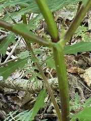 Polymnia laevigata