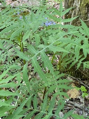 Polymnia laevigata