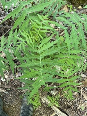 Polymnia laevigata