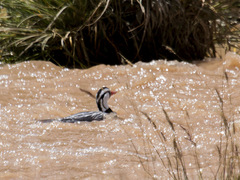 Merganetta armata armata