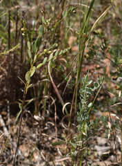 Phyllanthus carpentariae